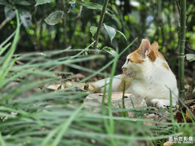 公園干凈的橘白咪