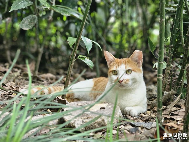 公園干凈的橘白咪