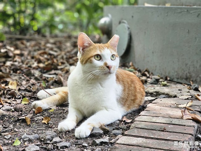 公園干凈的橘白咪