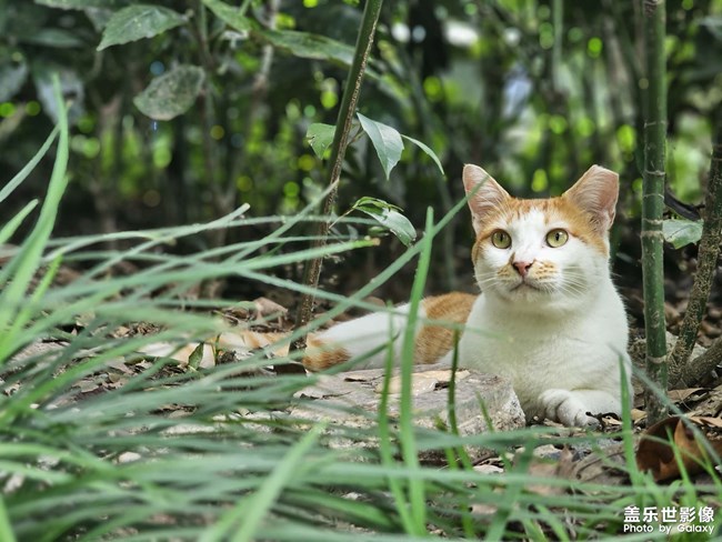 公園干凈的橘白咪
