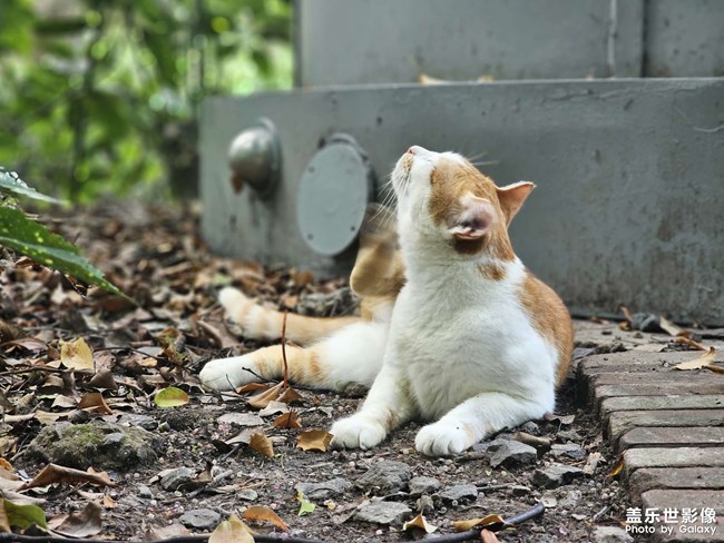 公園干凈的橘白咪