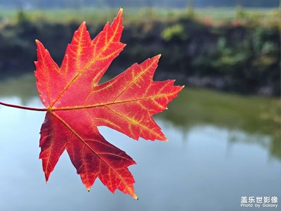 【鏡頭里的秋日私語(yǔ)】葉兒紅