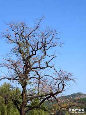 【賞秋正當(dāng)時】柿子熟了