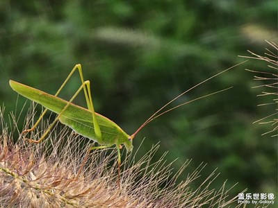 【難忘2023】花兒鳥兒與蟲兒