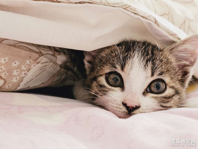 就愛鉆被窩，少管我