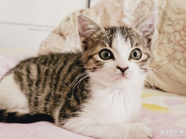 就愛鉆被窩，少管我