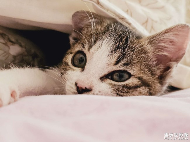 就愛鉆被窩，少管我