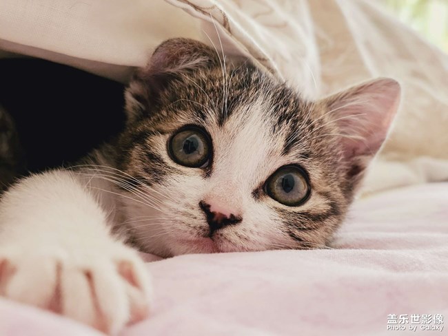 就愛鉆被窩，少管我