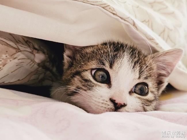 就愛鉆被窩，少管我